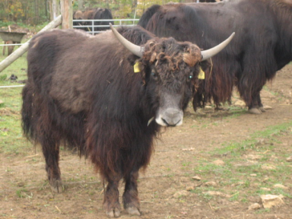 Yaks zu verkaufen 