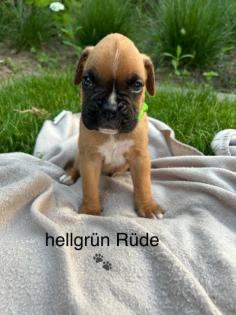 Boxer Welpen