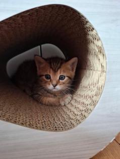 Wuschelweiche Kitten