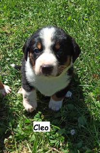 Appenzeller Sennenhund Welpen