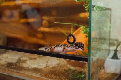 Terrarium mit 3 Leopardgeckos (weibl. 0.1)