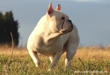 Französische Bulldogge Deckrüde creme fawn blue Schecke