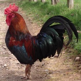 Da freuen sich die Kinder: Kleintiermark in Merbeck.