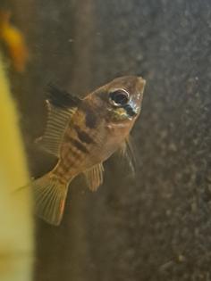 Mikrogeophagus altispinosus  ( Bolivianischer Schmetterlingsbuntbarsch  )