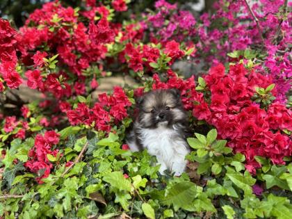 Pomeranian/Zwergspitz reinrassig mit Papieren