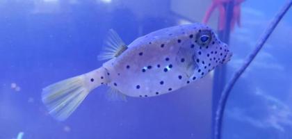 Kofferfisch und Kugelfisch abzugeben