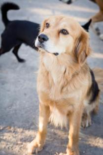 Bruggy - lieber, ruhiger, treuer, kinderlieber Familienhund