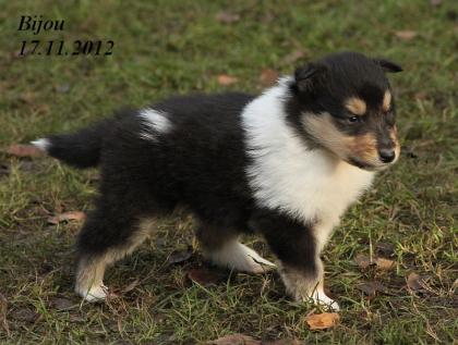 Wir haben Colliewelpen in darksabel & tricolour ( Papiere VDH / CfbrH )