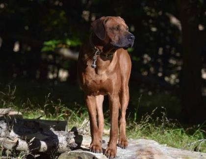 Ridgefester Rhodesian Ridgeback Deckrüde in sattem dark red wheaten sucht Damenk