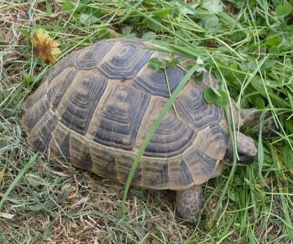 Maurische Landschildkröten, Testudo graeca ibera eigene Nachzuchten von 2024, 22