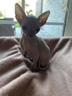 Kanadische Sphynx Kitten