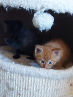 Maine Coon Mix Kitten