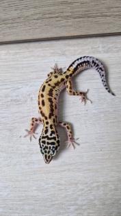 3 Leopardgecko 0.0.3 zu verkaufen