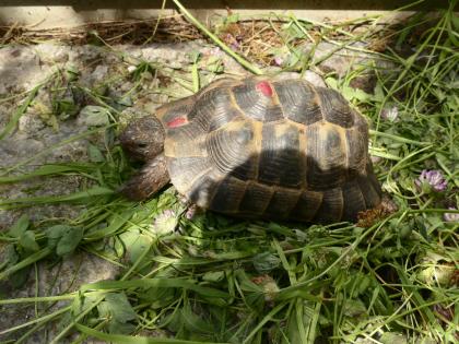 Maurische Landschildkröte Tgi zu verkaufen