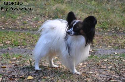 Papillon Welpen FCI (Hunde show)