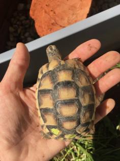 2- und 3-jährige Landschildkrötenbabies Testudo Marginata, Breitrandschildkröten