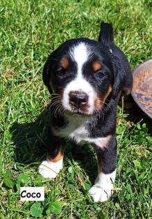 Appenzeller Sennenhund Welpen