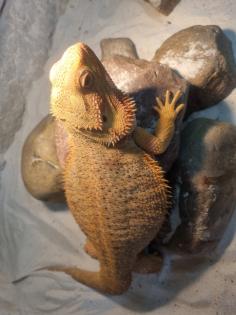 2 männliche Bartagame (Pogona vitticeps) suchen ein neues Zuhause, Einzelabgabe 