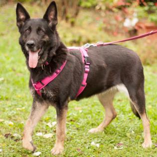 ELISA  - weiblich 8 Jahre 58 cm 33 kg Schäferhund Gechipt Nicht kastriert