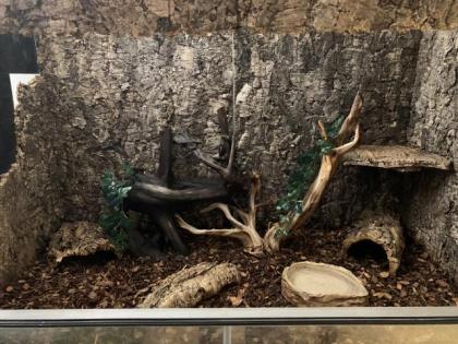 Terrarium mit 2 männlichen adulten Kornnattern