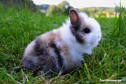 Echte Minis!! Zwergkaninchen Farbenzwerge Löwenköpfchen und reine Satins vom Hob