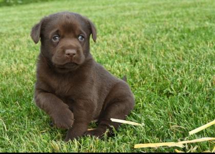 Labrador Welpen chocolate