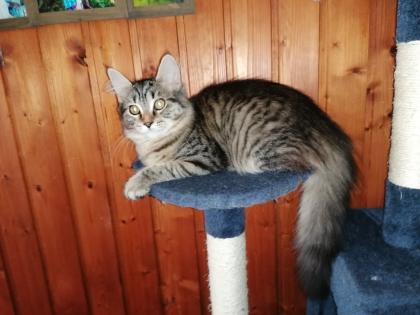 Gebe 3 Maine Coon mix Kitten ab