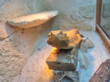 2 männliche Bartagame (Pogona vitticeps) suchen ein neues Zuhause, Einzelabgabe 