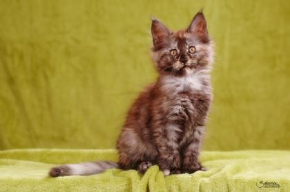 Maine coon Kitten  für Liebhaber