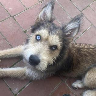 Solveig - Husky-Mix - lieb, verspielt