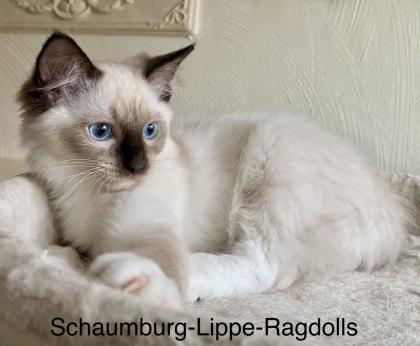 Ragdoll Kitten mit Stammbaum ! -Abgabebereit -