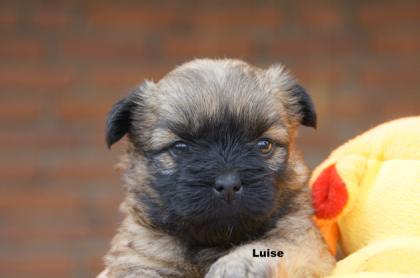 Cairn Terrier Welpen