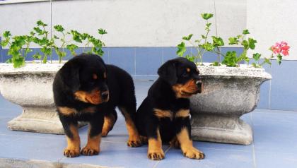 Rottweiler rüde 13 wochen alt sucht neues zuhause