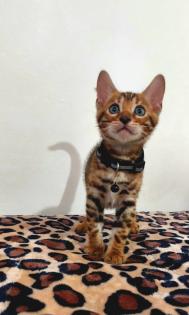 Bengal katze , Baby Katzen