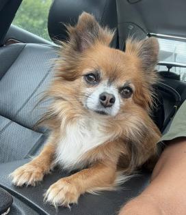 Chihuahua Deckrüde „Smokey“ sucht liebevolle Hündin