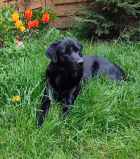 Deckrüde Labrador.