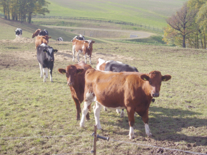 Haben Sie schon von Colostrum gehört?