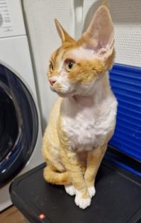 Devon Rex Kater Amour (10 Monate, kastriert) - verspielt und sehr liebevoll