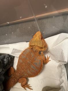 Drago ( Bartagame ) sucht neues Zuhause mit Terrarium