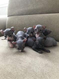 Elf Sphynx und Sphynx Kitten 