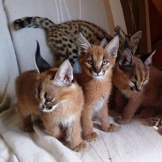 Serval-, Savannah- und Karakalkätzchen