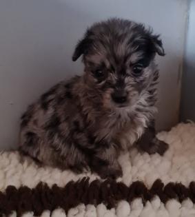 Yorkiepom in blue merle und black