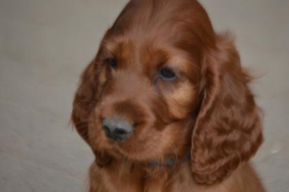 Irish Red Setter Welpen m.VDH-Papieren