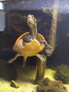 Rotbauch-Spitzkopf-Schildkröte inkl. komplettem Aquarium abzugeben --zu verschen