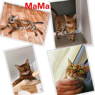 Bengal katze , Baby Katzen