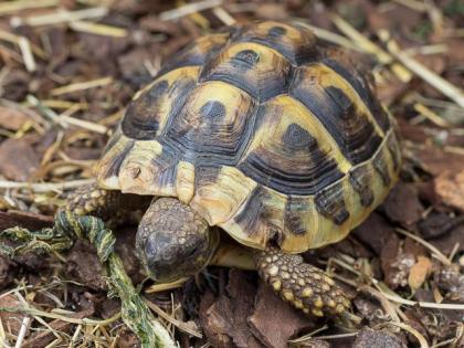 Griechische Landschildkröten 2024 und 2024 abzugeben