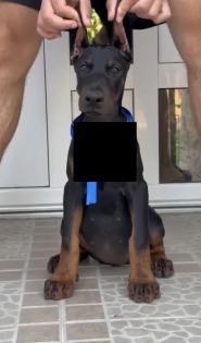 Dobermann Welpe kupiert