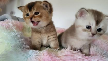 Bkh Kitten in seltener Farben.Stammbaum