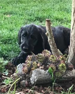 Labradoodle Welpen abgabebereit