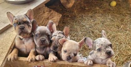 Französische Bulldogge Welpen